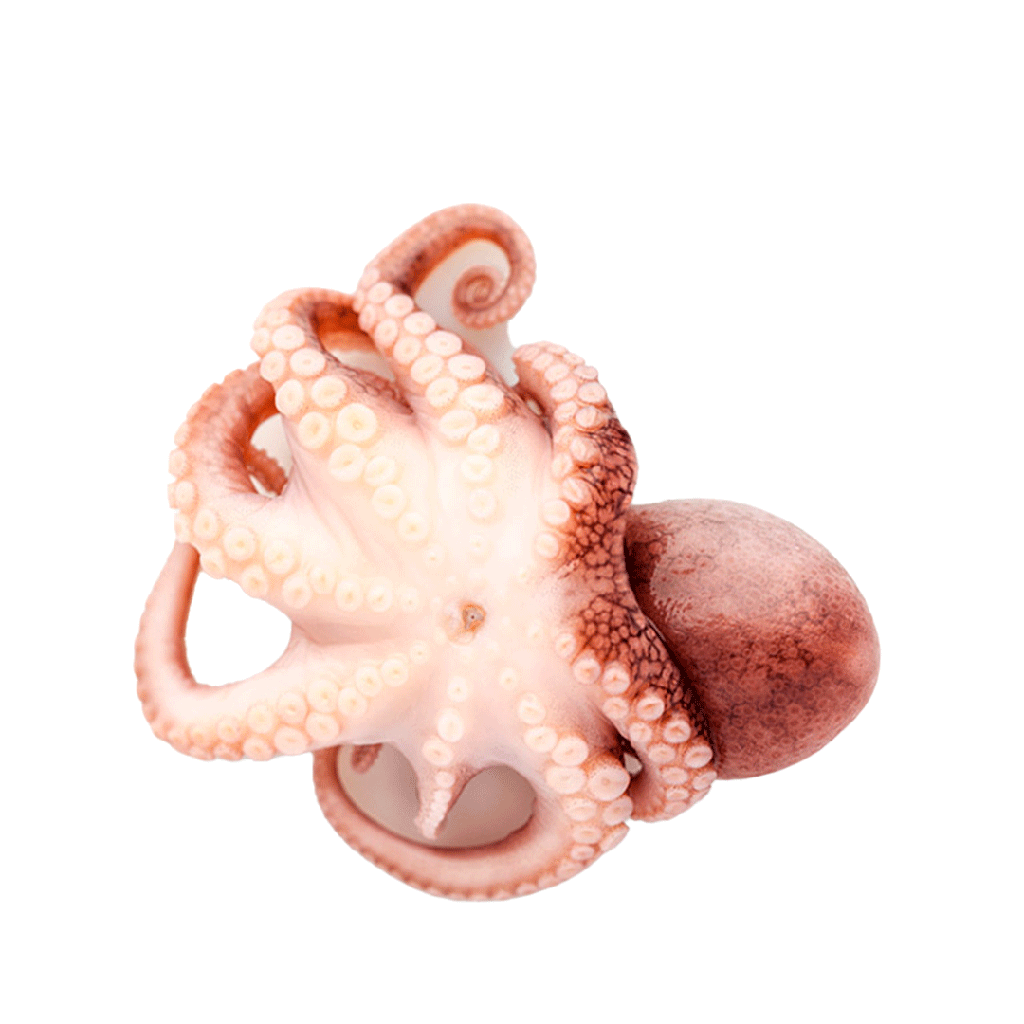Pulpo Entero FROXÁ (8 a 12kg)