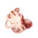Pulpo Entero FROXÁ (8 a 12kg)